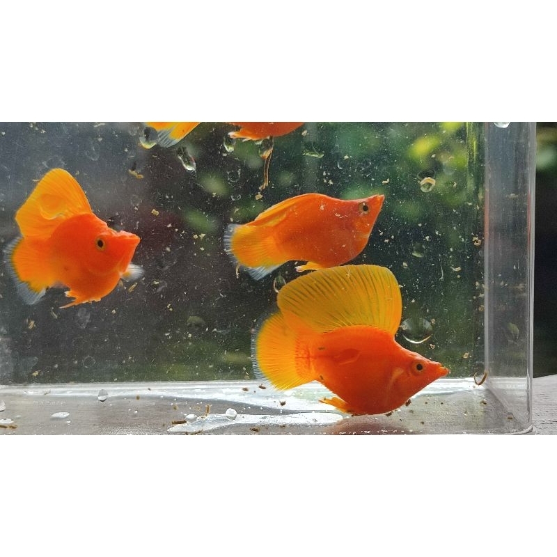 sunkis balon sailfin molly aksesoris aquarium