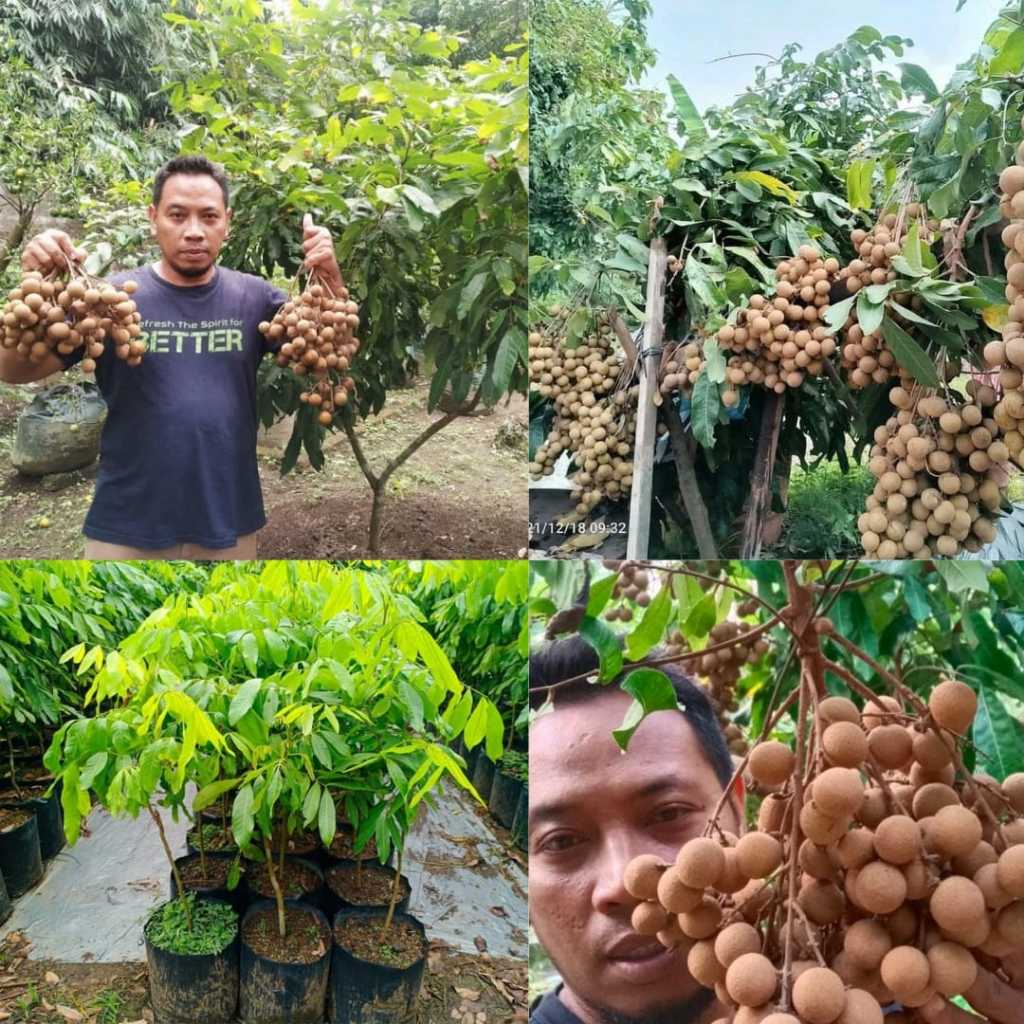 Bibit Kelengkeng Trubus, Bibit Kelengkeng Unggul, Bibit Kelengkeng Yang Bagus