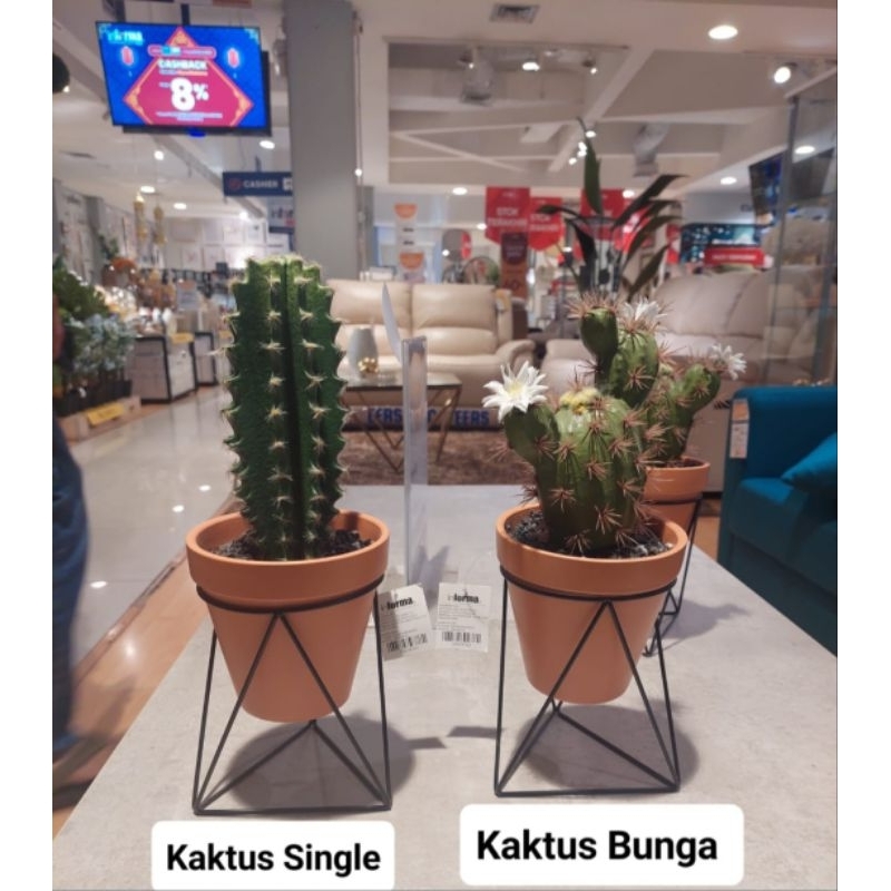 Informa Kaktus Artificial