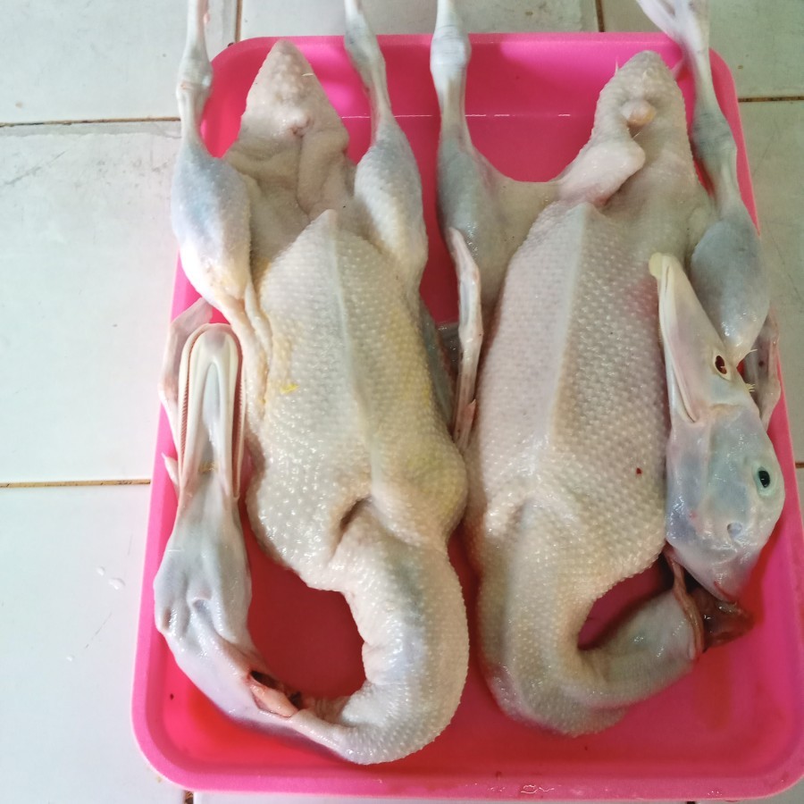 

Bebek sawah potong fresh - 1.4_1.5 kg