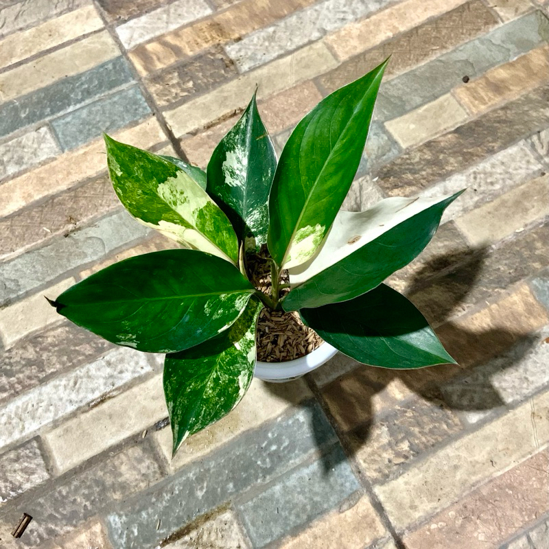 Aglaonema siam jade