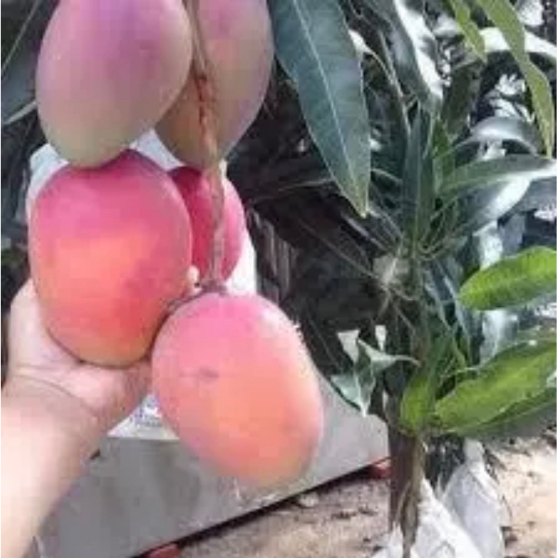 Bibit Mangga Tinggi 1 Meter sudah berbunga Special Live