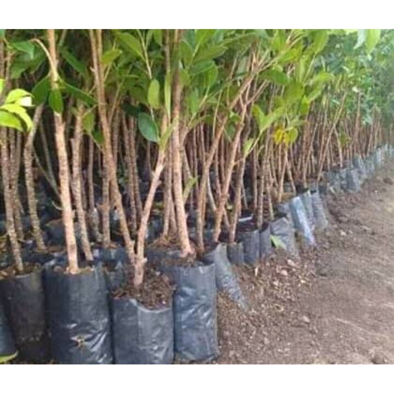 beringin kimeng - bahan bonsai kimeng - cangkok kimeng - bonsai ekonomis