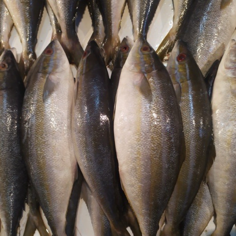 ikan salmon lokal segar 1 kg/ ikan salem sisik fresh