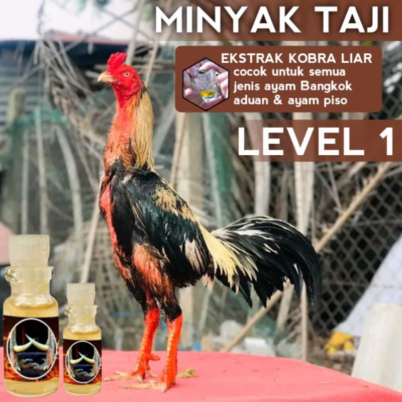 pakhoy brutal level 1 racun ayam aduan