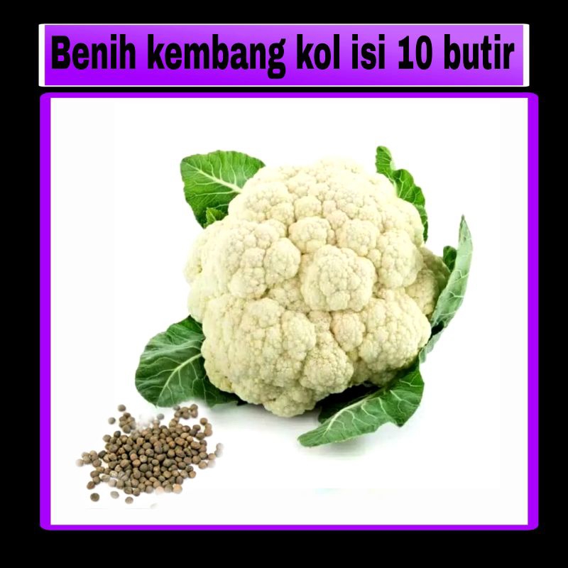 

Benih Kembang Kol Isi 10 Butir