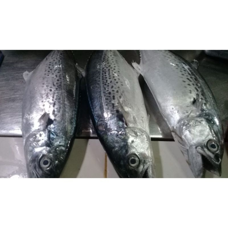 ikan tenggiri gepeng fresh 1 kg/ ikan tenggiri cewe segar/ ikan tengiri gepeng/ ikan tengiri cewe se