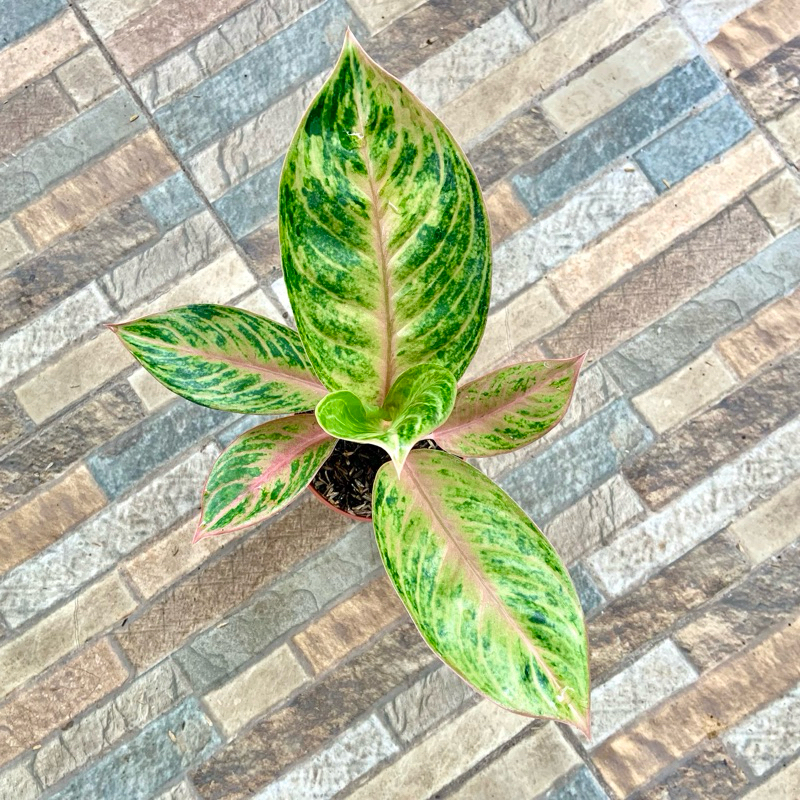 Aglaonema Obama