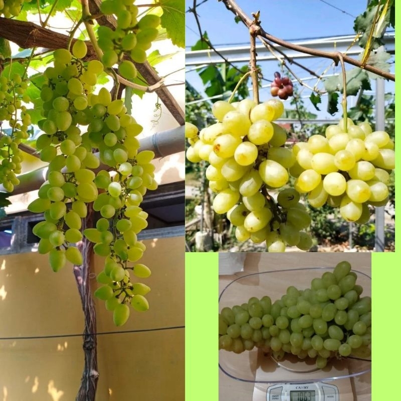 Bibit Anggur Murah, Bibit Anggur Manis, Bibit Anggur Non Biji
