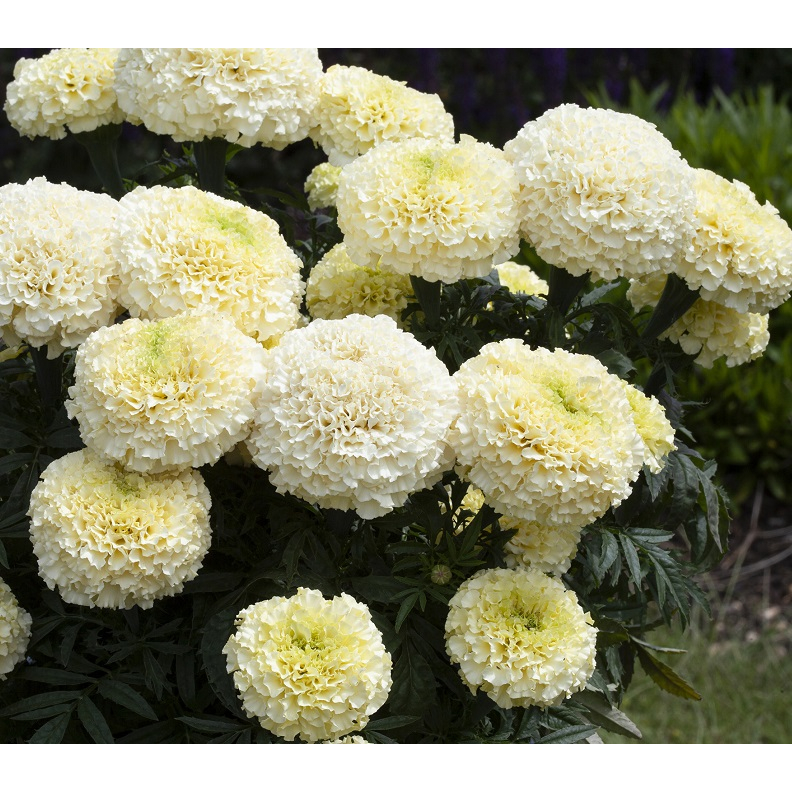 20 Benih/Biji Bunga Marigold White Putih Tai Ayam seeds