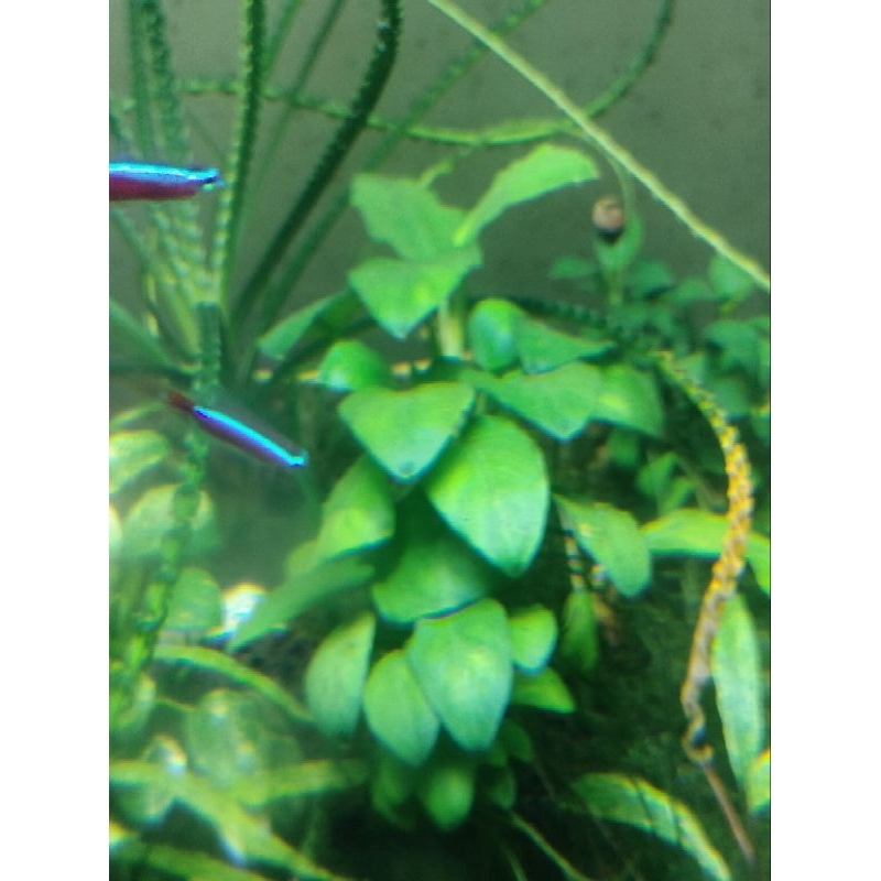 anubias nana