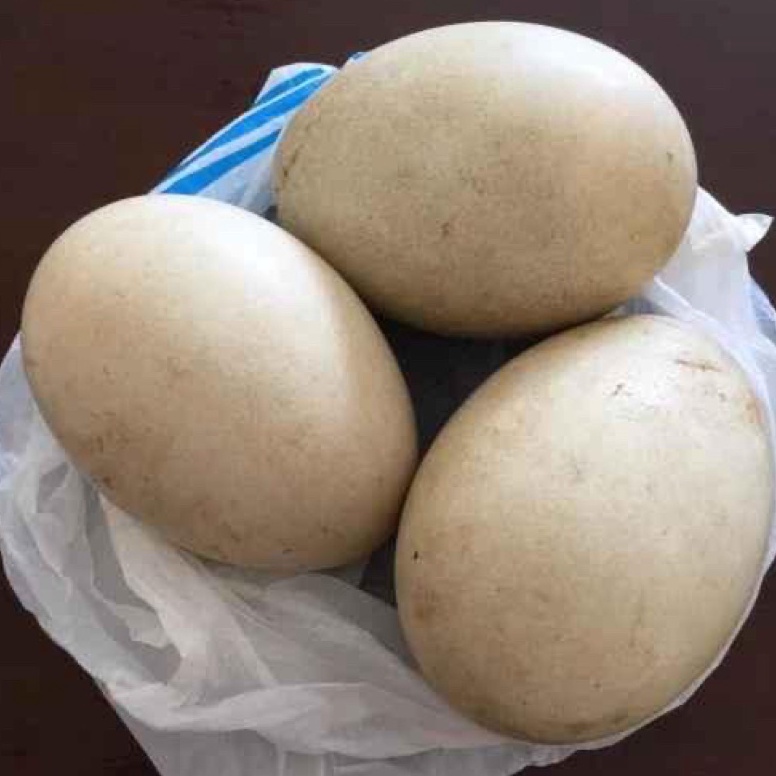 

See More TELUR ANGSA TEMBUHUK TELUR ANGSA BUSUKTELUR ANGSA FRES