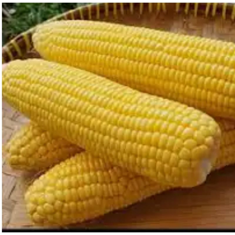 

JAGUNG KUNING MANIS / Pasar Makassar/hanya pengiriman express