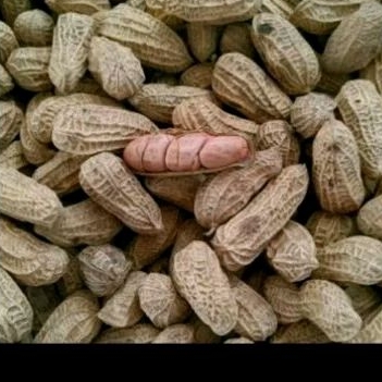 

KACANG SANGRAI/ KACANG KULIT PANGGANG PREMIUM