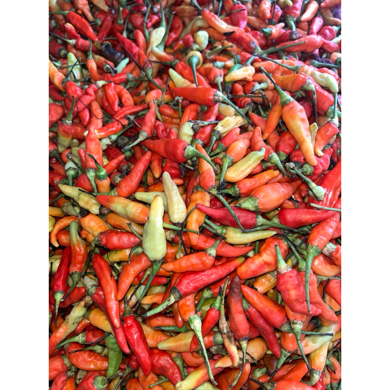 

Cabe rawit merah Ori