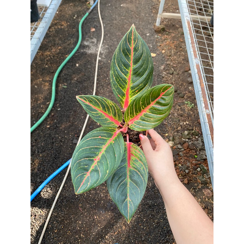 Aglaonema Red Nancy