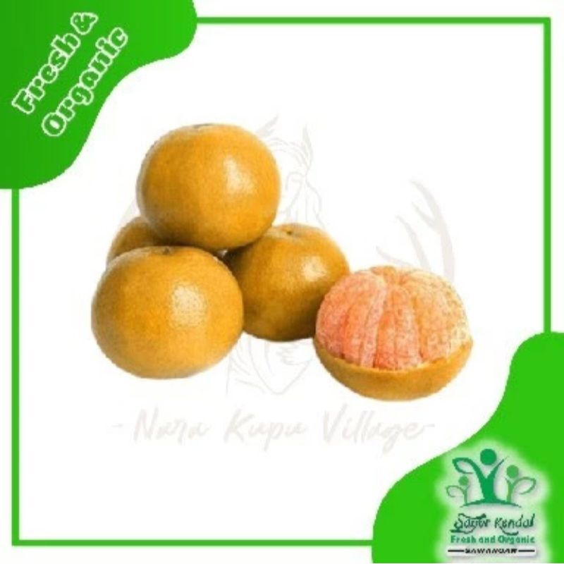 

Fresh Jeruk Medan Segar Premium |1Kg| Sayur Kendal Sawangan