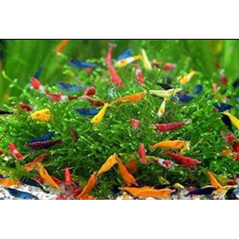 paket algae Eater aquascape