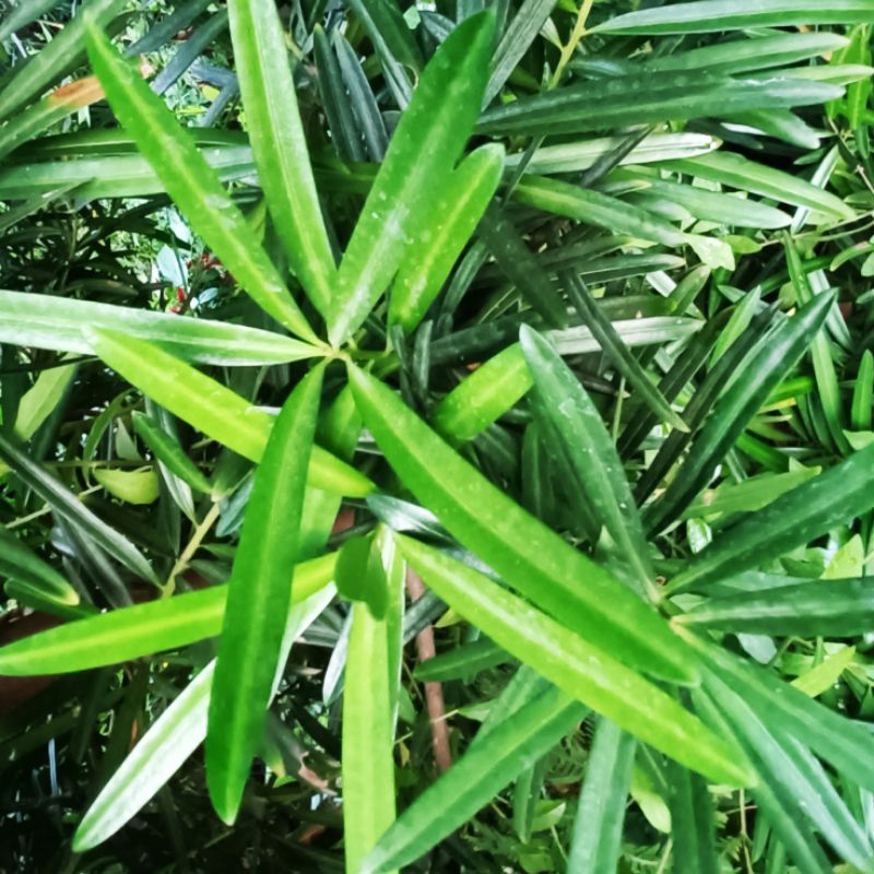 Bibit Tanaman Lo Han Sung (Podocarpus Macrophyllus) bahan bonsai tinggi 20cm