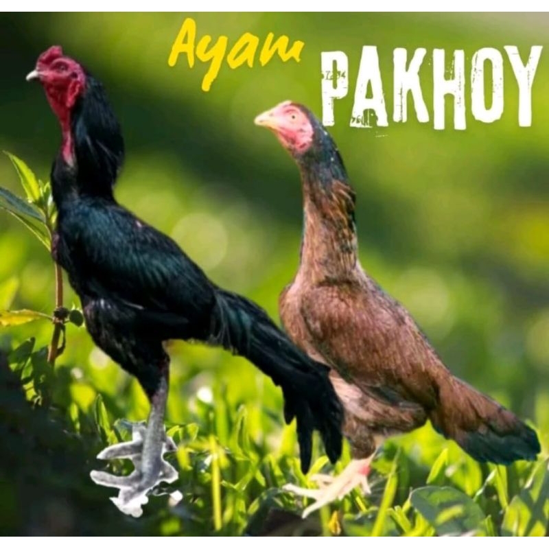 

TELUR TETAS AYAM PAKhoi ASLI PETARUNG