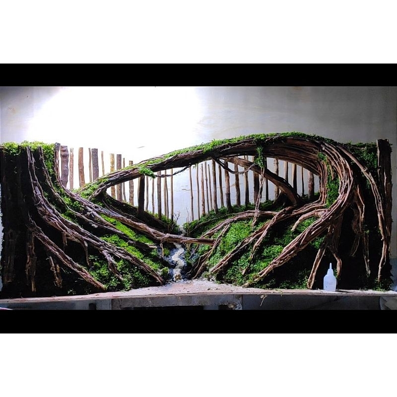 Hardscape jungle aquascape sudah siap pakai sudah plus planting mossjava buat tank 78.78.50.cm