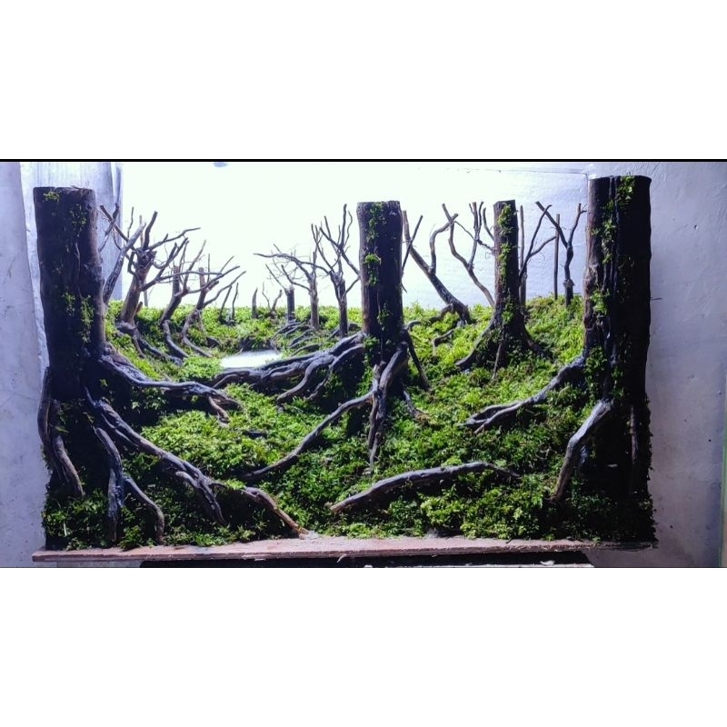 hardscape aquascape untuk tank 60.30.40.cm sudah diplanting mossjava