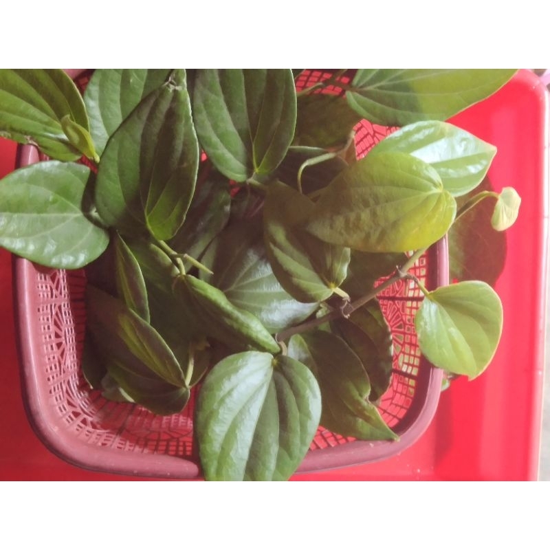 

Daun sirih segar | 250 Gram