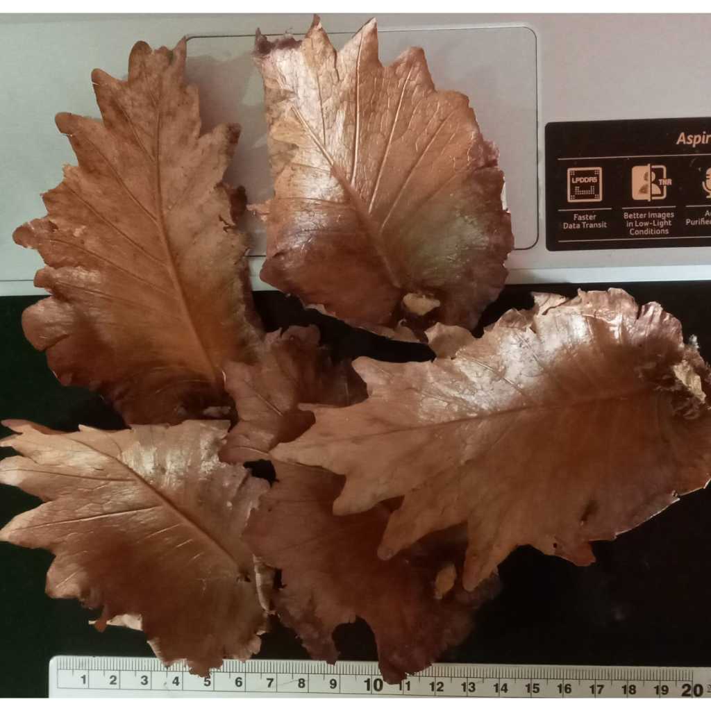 Daun Tanaman Paku Kering Original