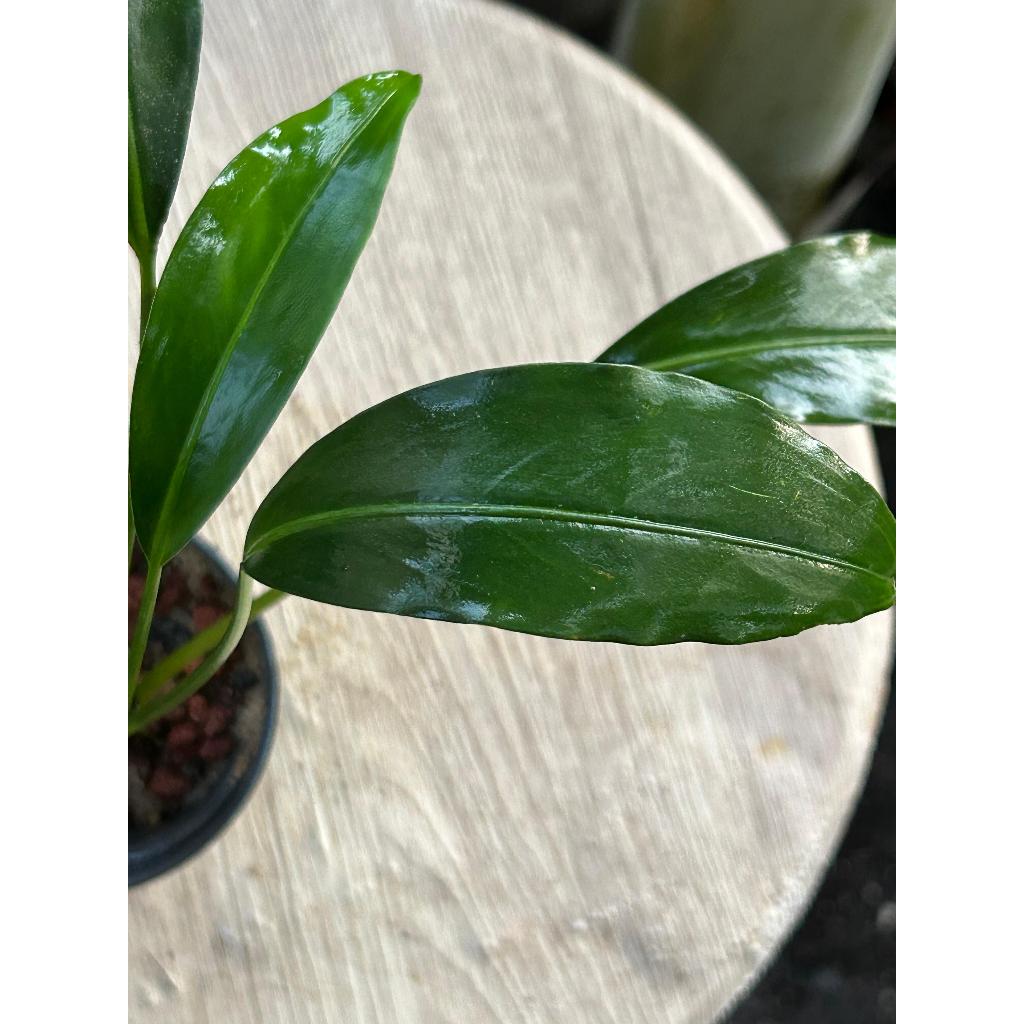 Aridarum Bakoaella Nakamotoi