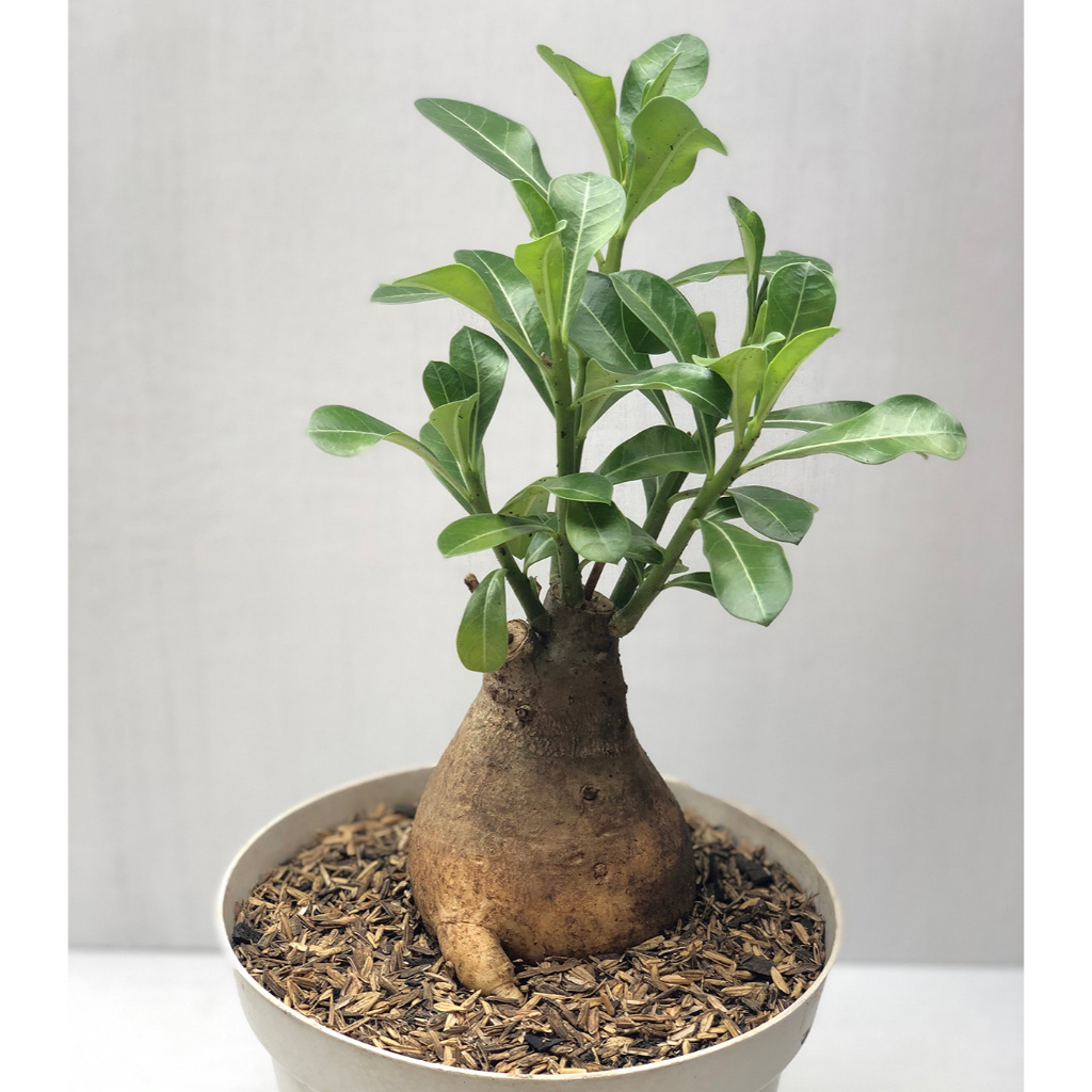 BUNGA ADENIUM / KAMBOJA JEPANG BAHAN BONSAI