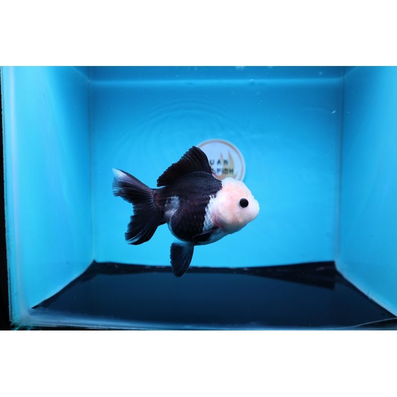 Ikan Mas Koki Oranda Panda Size 11 cm. j16