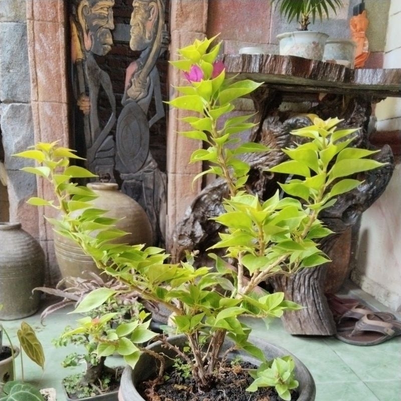 bougenville singapore