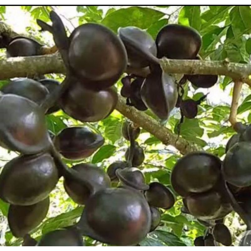 Bibit Pohon Jengkol Super Cepat Berbuah