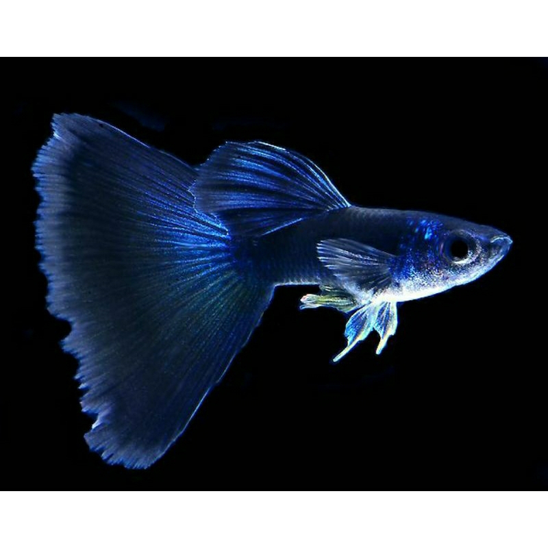 Hiasan akuarium Guppy blue Moscow