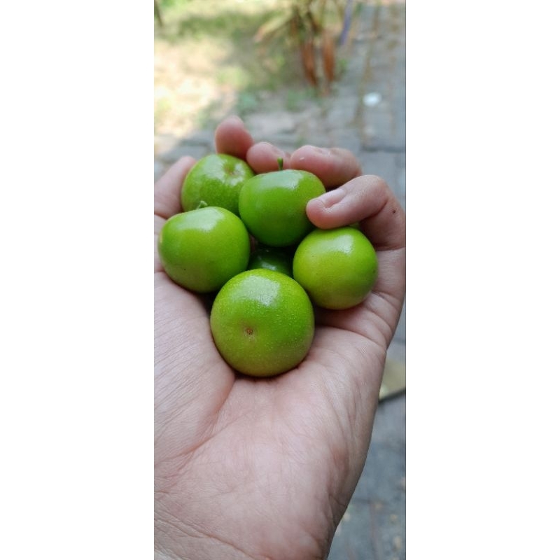 

Buah bidara arab isu 25 langsung petik dari pohon