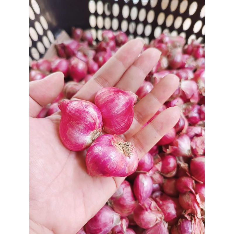 

Bawang Merah Super MURAH (Besar & Kering) 500gr & 1 kg