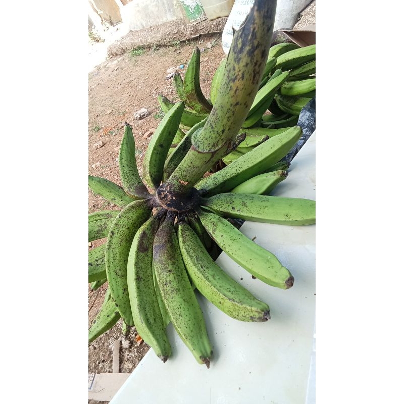 

pisang kapas berat 1 kg