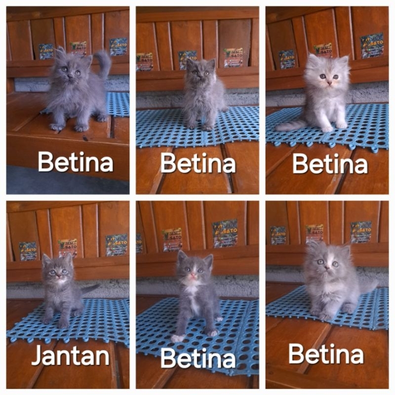 Kucing kitten persia abu gemoy murah