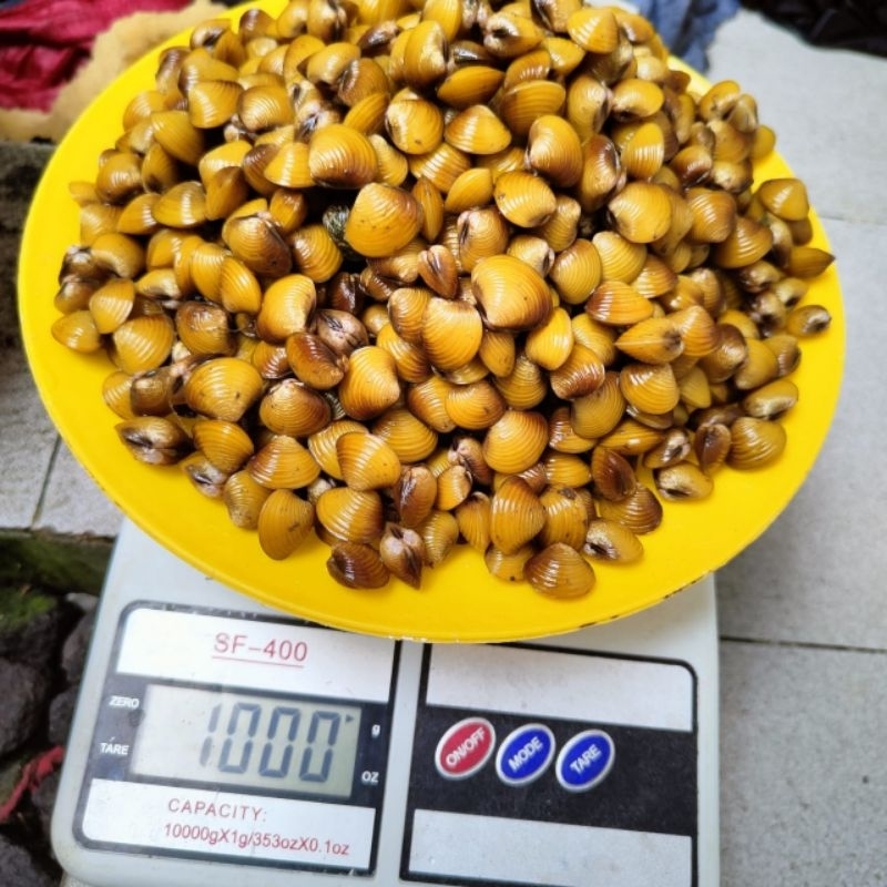

Kerang Remis Air Tawar dari Sungai