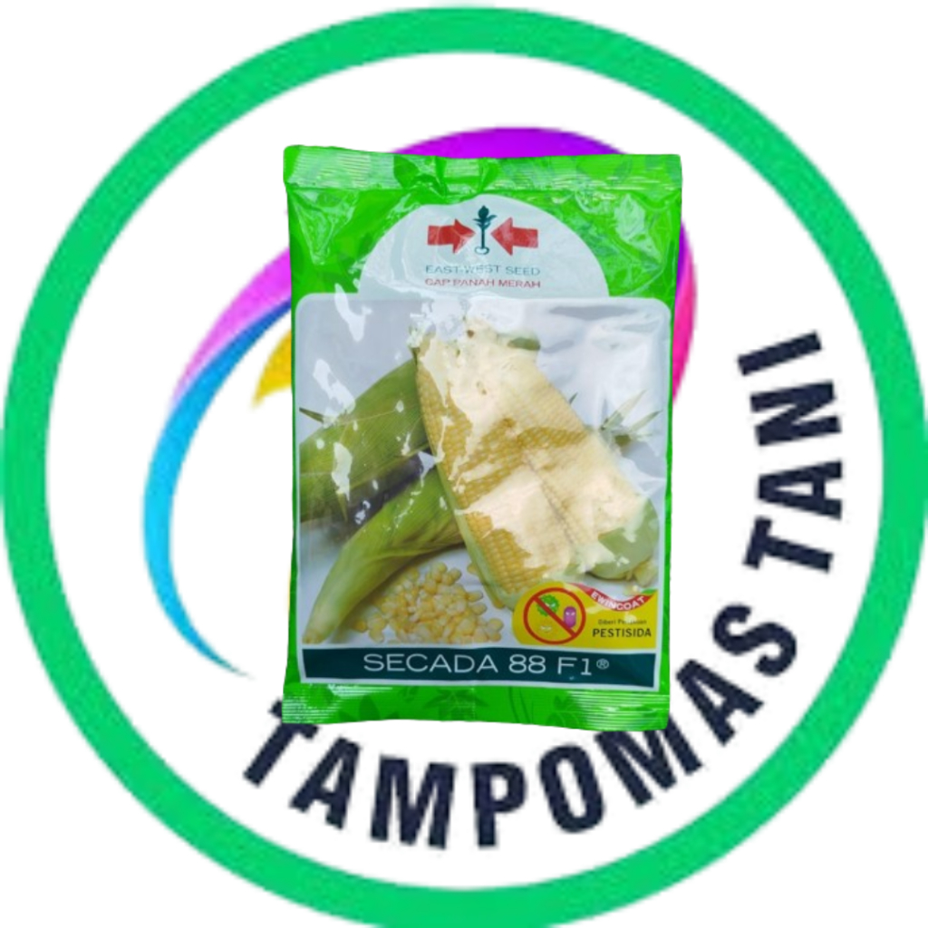 Benih Jagung Manis SECADA 88 F1