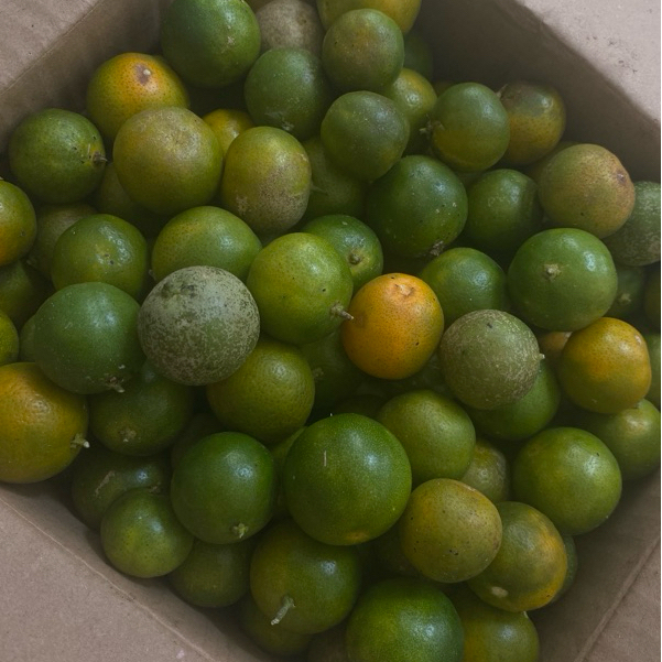 

50 gram Calamansi / Jeruk Kunci / Limau / Kasturi / Sonkit Segar