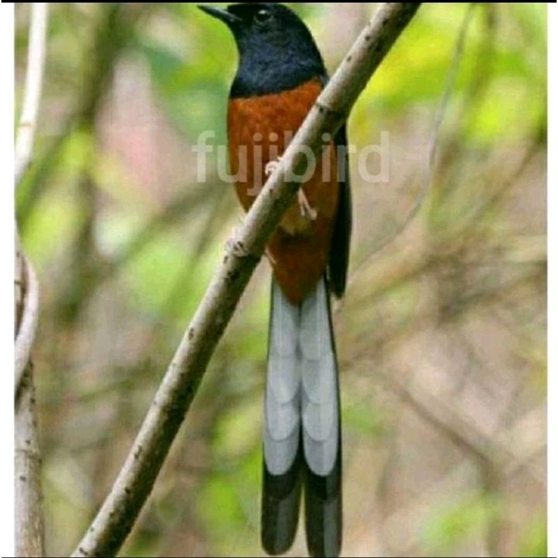 MURAI MH JANTAN EKOR PANJANG