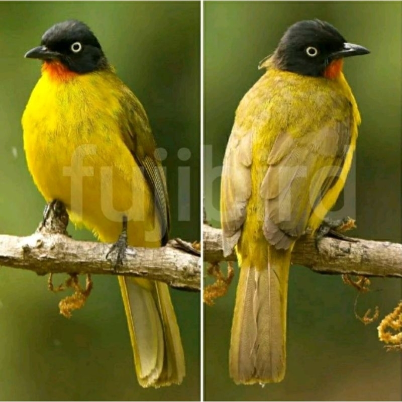 BURUNG KUTILANG TILANG EMAS