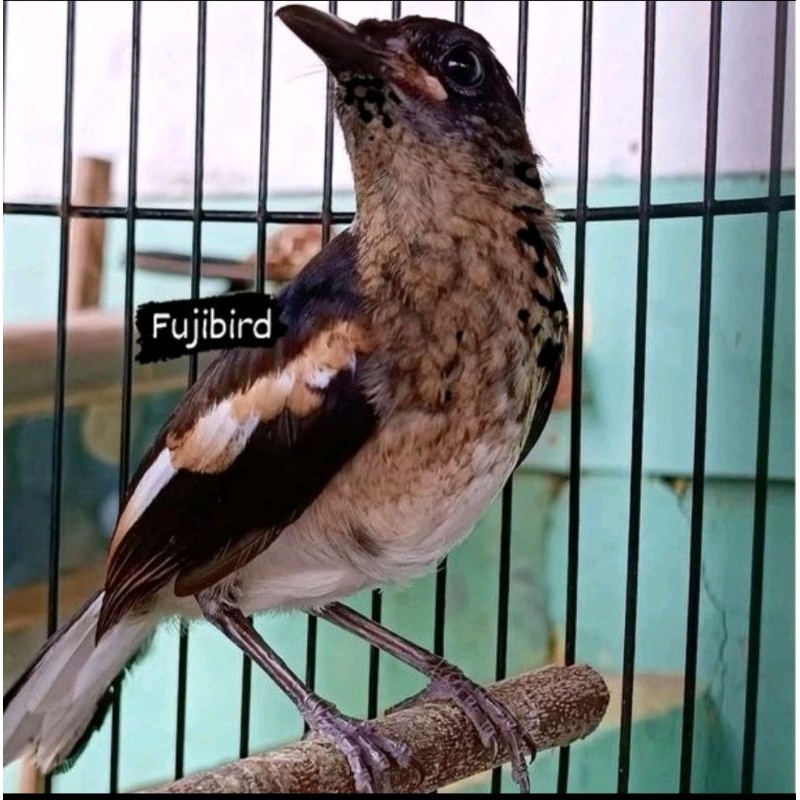 KACER TROTOL JANTAN DADA PUTIH