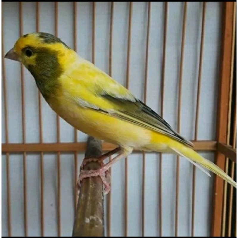 KENARI AF/AFS BAHAN JANTAN