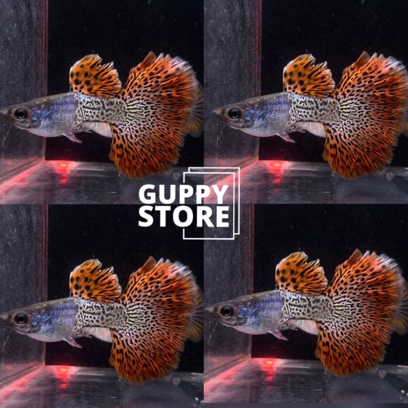 original guppy metal red lace