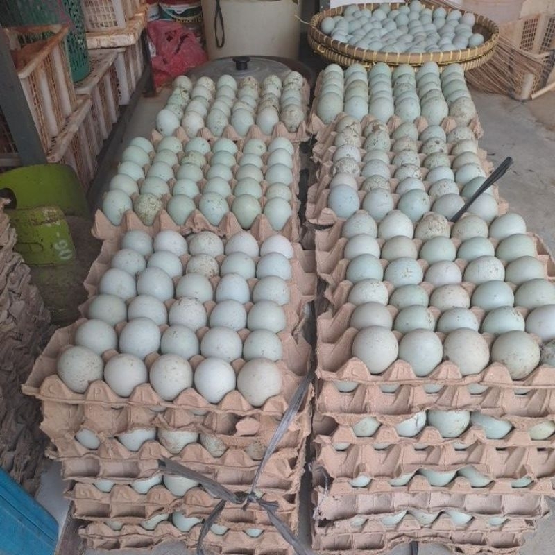 

telur bebek omega 3 fress kualitas