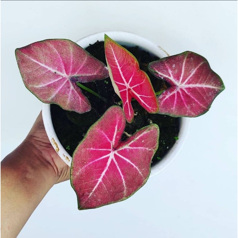 Tanaman Hias Hidup - CALADIUM HYBRID H41 - Keladi Hias cantik thai Series