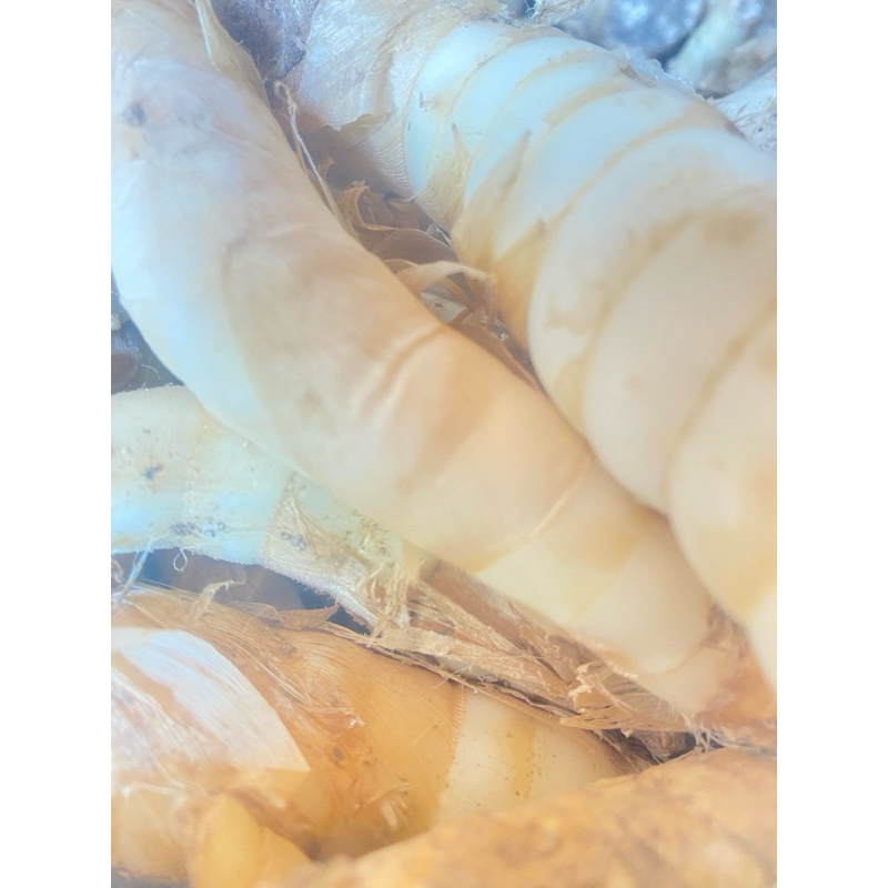 

ubi garut atau irut fresh organik