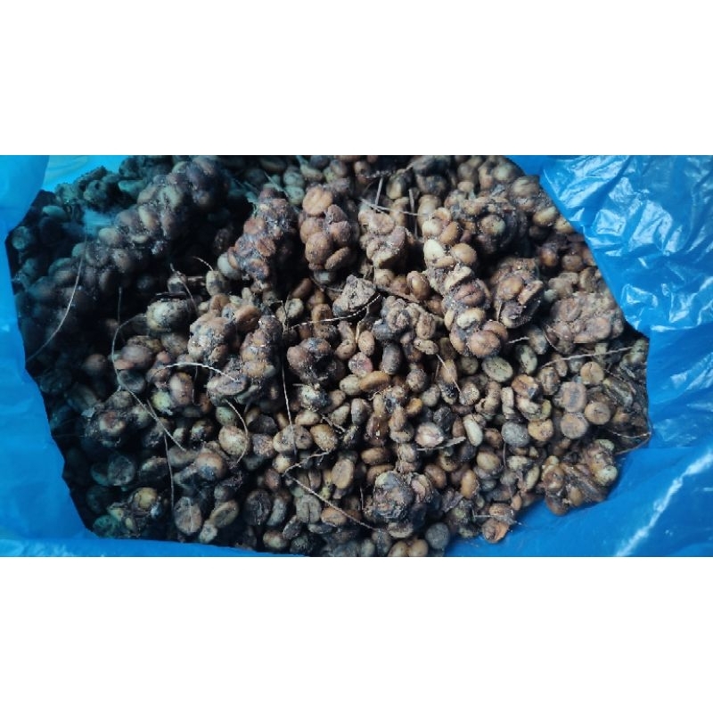 

kopi luwak liar asli